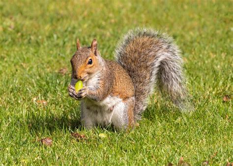 Grey Squirrel Eating An Acorn Worcestershire England Stock Image