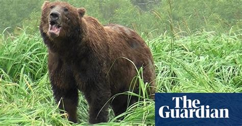 When Grizzly Bears Attack Or Do They Science The Guardian
