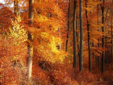 Autumn Forest Trees Landscape Wallpapers Hd Desktop And Mobile