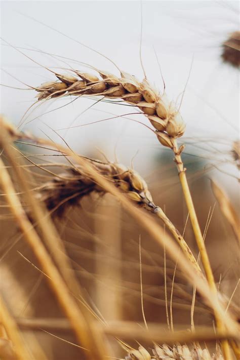 Simple Pleasuresall In Bokeh Nature Photography Wheat Fields