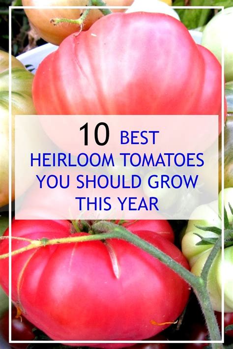 Best Heirloom Tomato Varieties Tomato Varieties Varieties Of