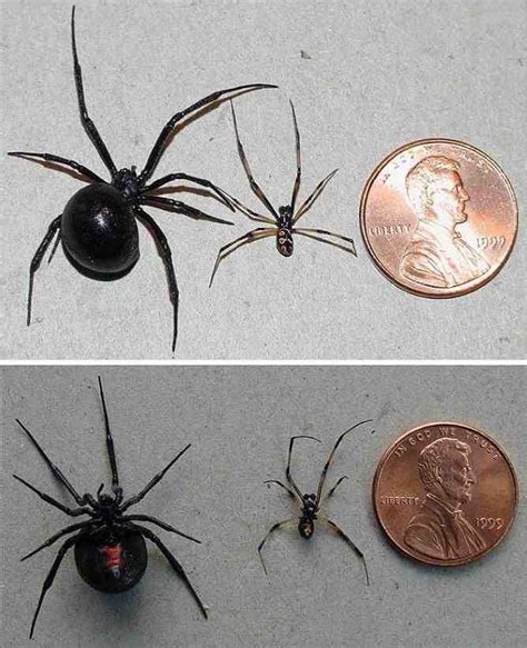 Black Widow Size Comparison