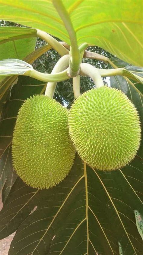 Be the first to rate & review! Pin on PUERTORICAN FRUITS