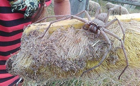 Terrifying Photo Of Giant Spider Nicknamed Charlotte Goes Viral Cbs News