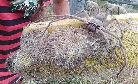 terrifying photo of giant spider nicknamed charlotte goes viral cbs news