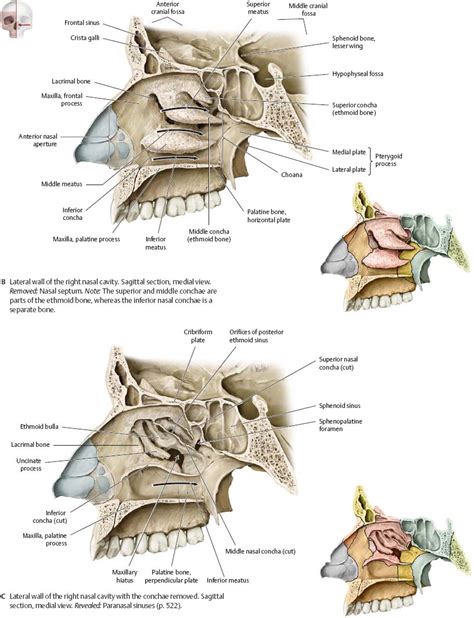 Nasal Cavity Lateral Wall Bones Anatomy Of Nose And Paranasal Sinus