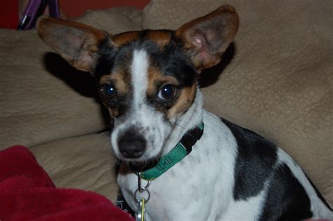 Jack Russell Boston Terrier Chihuahua Mix Pets Lovers