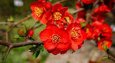 21 Red Flowering Shrubs For Your Home Garden