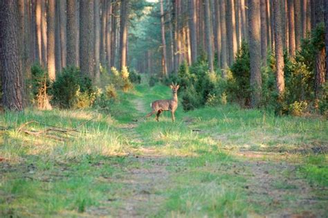 Công viên quốc gia bory tucholskie (vi); Bory Tucholskie - wymarzone miejsce na aktywny wypoczynek ...
