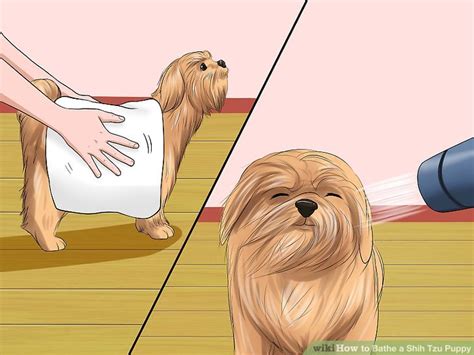 If you are able to use a specialized puppy shampoo, this is still recommended over baby shampoo. How to Bathe a Shih Tzu Puppy: 15 Steps (with Pictures ...