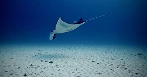 Underwater Images Of Manta Rays Australian Geographic