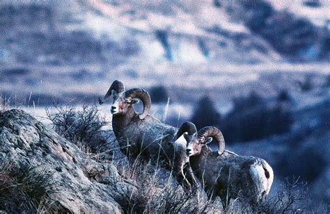 Doug Leier Will Bighorn Sheep Be Available For Hunting In North Dakota