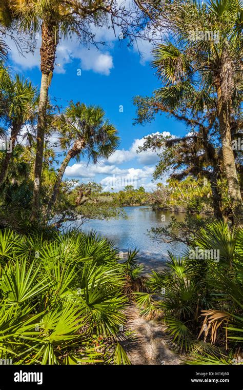 Myakka River In Jelks Preserve In Sarasota County In Venice Florida