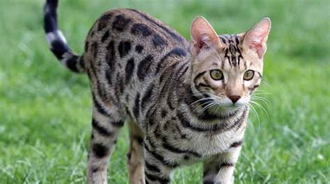 Can Savannah Cats Go Outside And How To Keep Them Protected