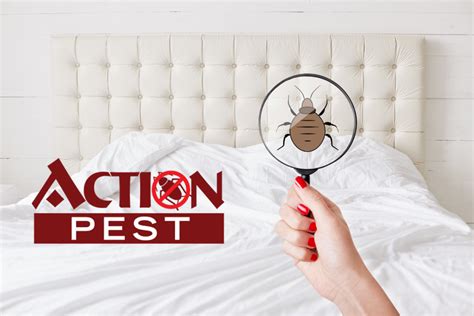 What Does Pest Control Do For Bed Bugs Action Pest Control Services