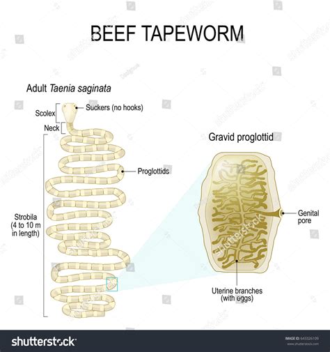 Structure Beef Tapeworm Taenia Saginata Stock Illustration 643326109