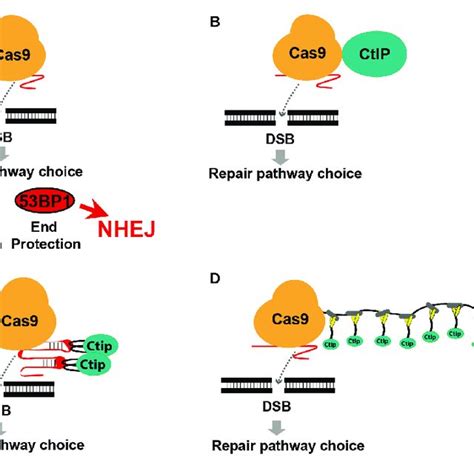 Cas9 Fusion Proteins In 53bp1 Knockout Hek Tlr Cells A For Dsb