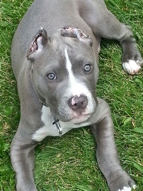 Ringo Blue Nose Pitbull Pitbull Puppies Cute Puppies Dogs And