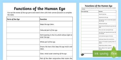 Functions Of The Human Eye Matching Cards Teacher Made