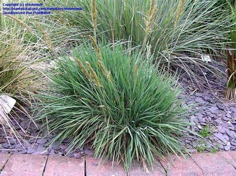 Grass or fern height (cm). PlantFiles Pictures: Large Blue June Grass, Large Blue ...