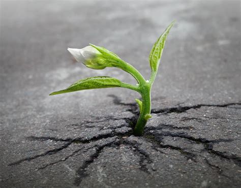 Resiliencia empresarial, una actitud para tiempos difíciles - Grupo Process