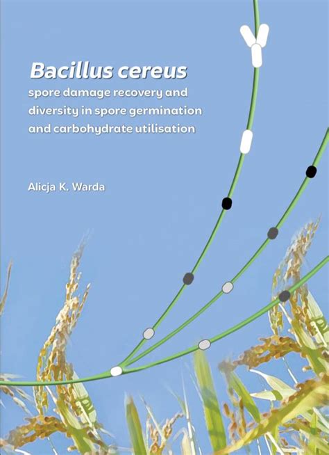 Bacillus Cereus Spore Damage Recovery And Diversity In Spore
