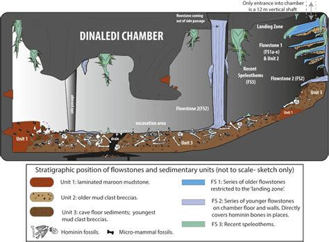 Homo naledi combines primitive with modern featur. Homo naledi - ein neuer Verwandter des modernen Menschen | Nachricht @ Archäologie Online