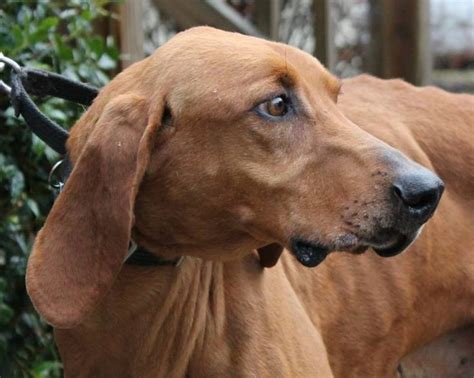 Redbone Coonhound M 2 Years 28485 Named Red In Milford Va Caroline