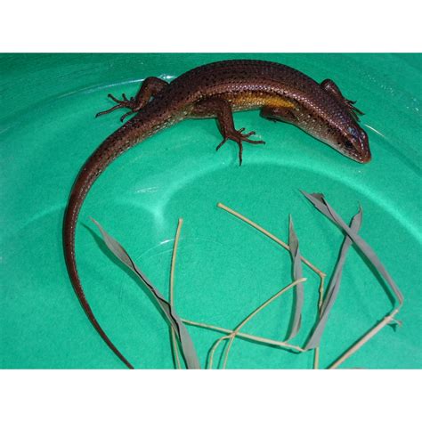 Garden Skink Strictly Reptiles