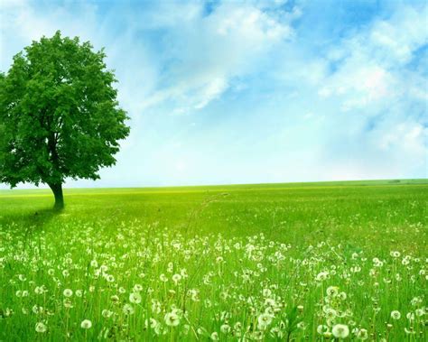 Free Download Green Nature Backgrounds Wallpaper 1920x1080 30503