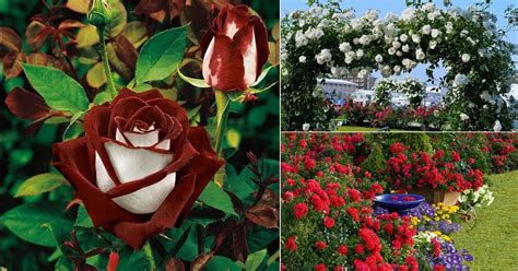 17 Different Types Of Roses Best Rose Varieties Balcony Garden Web