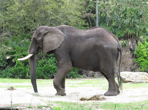 Growing Elephant Herd At Disneys Animal Kingdom Disney