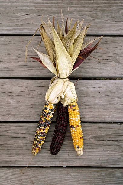 Corn Stalk Bundles Stock Photos Pictures And Royalty Free Images Istock