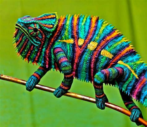 Colorful Lizard Colorful Animals Animals Wild