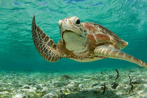 Smithsonian Magazine — Photo Of The Day Green Sea Turtle