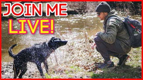 Answering Your Dog Training Questions Live Youtube