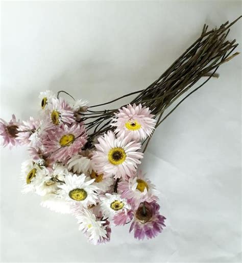 Paper Daisy Dried Flowers Mix Dried Acroclinum Roseum Paper Etsy