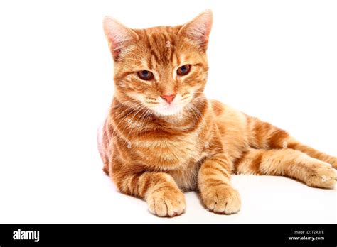 Ginger Mackerel Tabby Cat Looking Directly At The Camera Isolated On A