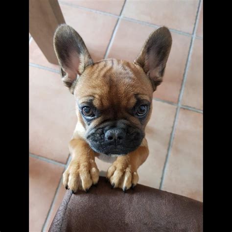 French bulldogs are highly prized in major cities where living space is a premium. Puppy growth chart Louna, French bulldog, Female