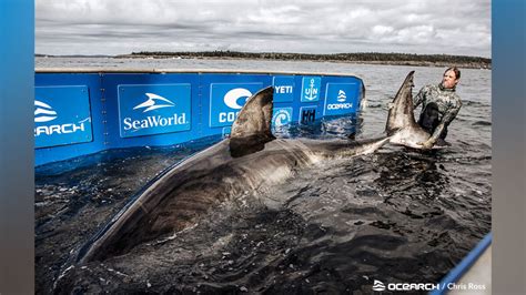 Ocean Researchers Tag 50 Yr Old Great White Shark Queen Of The Ocean