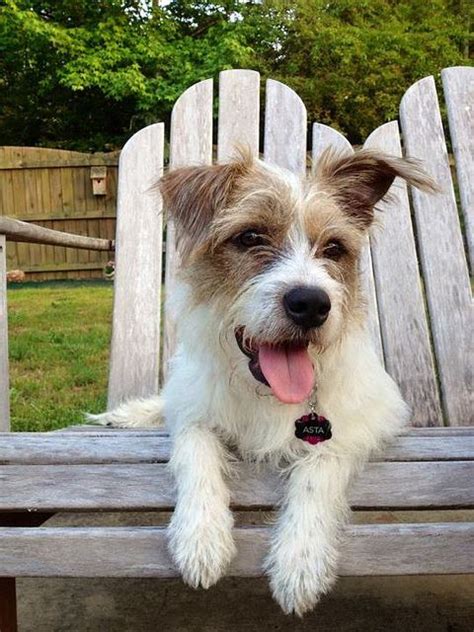 See more ideas about terrier, terrier mix, wire haired terrier. Asta... My baby girl Wire haired jack russell terrier mix ...