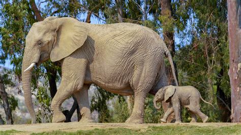 Baby Elephant Born On World Elephant Day At San Diego Zoo Safari Park