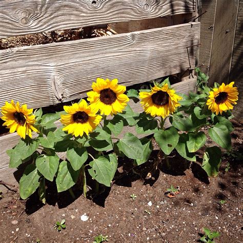 Love These Dwarf Sunflowers Along The Garden Bin They Were So Easy To