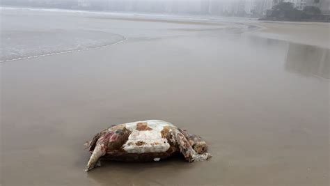 Doze animais marinhos são achados mortos em praias de SP Santos e