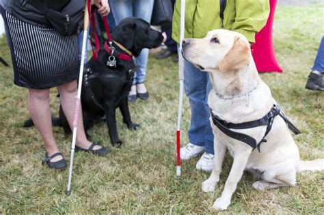 10 Best Breeds For Service Dogs Ptsd Anxiety And Other Therapy Work