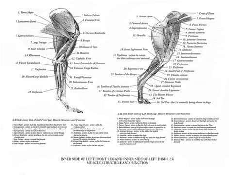 Most of the animals have the same bones, although some are shaped differently and placed in different positions. Dog Anatomy Back Leg - Anatomy Diagram Book