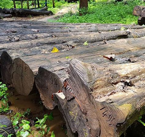 Brown Round Teak Furniture Wooden Logs Thickness 60 Inch At Rs 3500cubic Feet In Kottarakkara