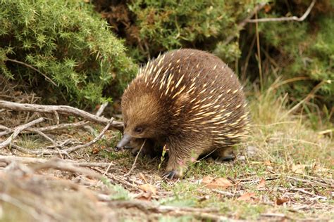 The Creature Feature 10 Fun Facts About The Echidna Wired