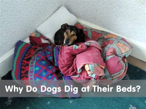Why Do Dogs Dig At Their Beds
