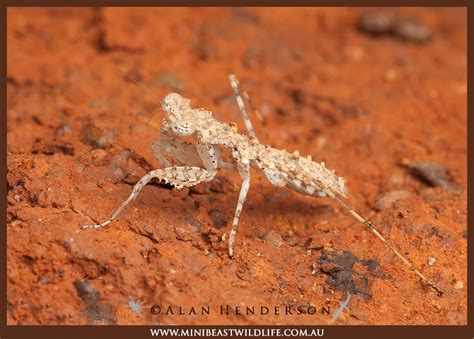 Australian Praying Mantises Minibeast Wildlife